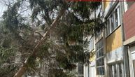 Drvo "ušlo" ljudima kroz prozor: Incident u Priboju, sekli stabla, a jedno nije palo na predviđenu stranu
