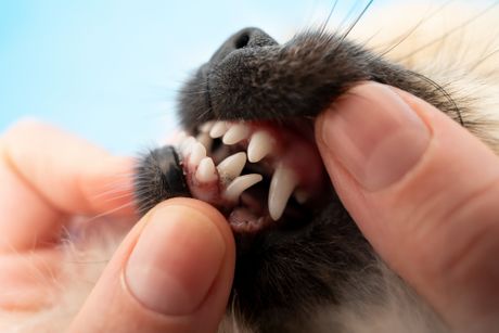 Ajkulini zubi kod psa