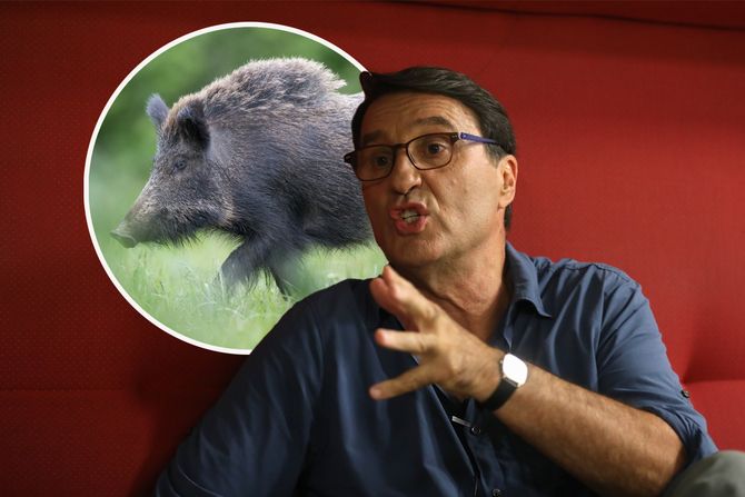 Jovan Memedović i divlji vepar Jovan Memedović i divlji vepar