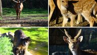 Sunčanje, češkanje i poziranje: Nikad jača bleja u Zoo vrtu Palić, životinje baš kao i ljudi uživaju u suncu