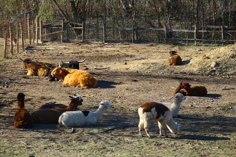 Zoološki vrt Palić
