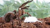 Džinovski čuvar prašume: Golijat-tarantula šokira impresivnom veličinom