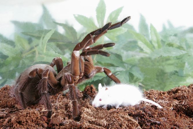 Theraphosa blondi Theraphosa blondi