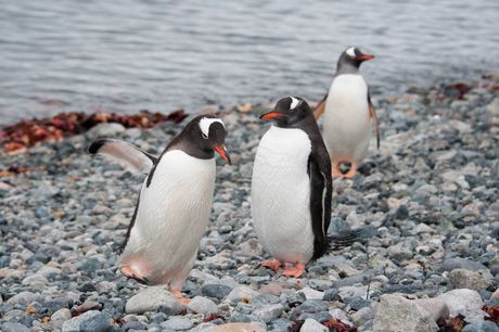 Pingvini
