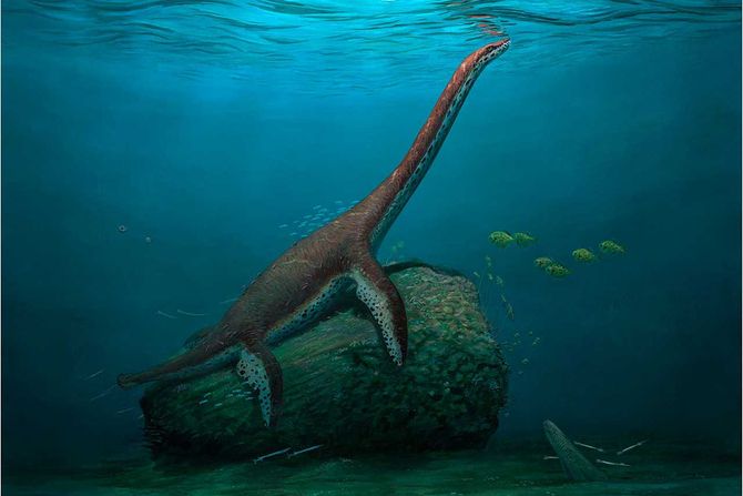 pleziosaurus Franconiasaurus brevispinus