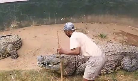 Napad krokodil