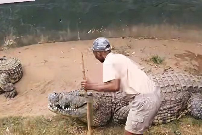 Napad krokodil Napad krokodil