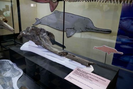 Peru fosil delfina