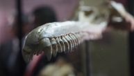 U Peruu pronađen fosil rečnog delfina: Živeo je u Amazonu pre 16 miliona godina
