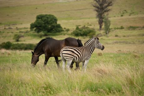 Zebra i konj