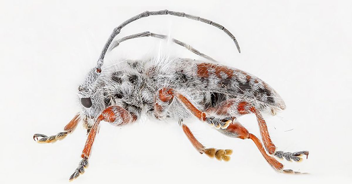 Spektakularna čupava buba otkrivena u Australiji možda je najdlakaviji ...