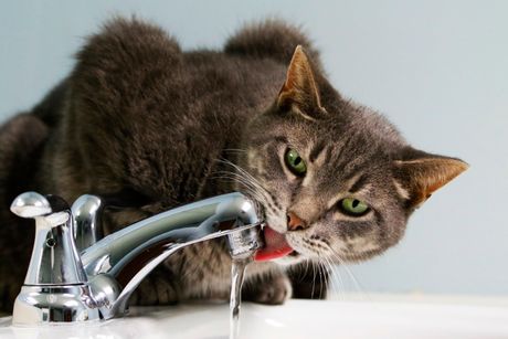 Mačka pije vodu iz česme