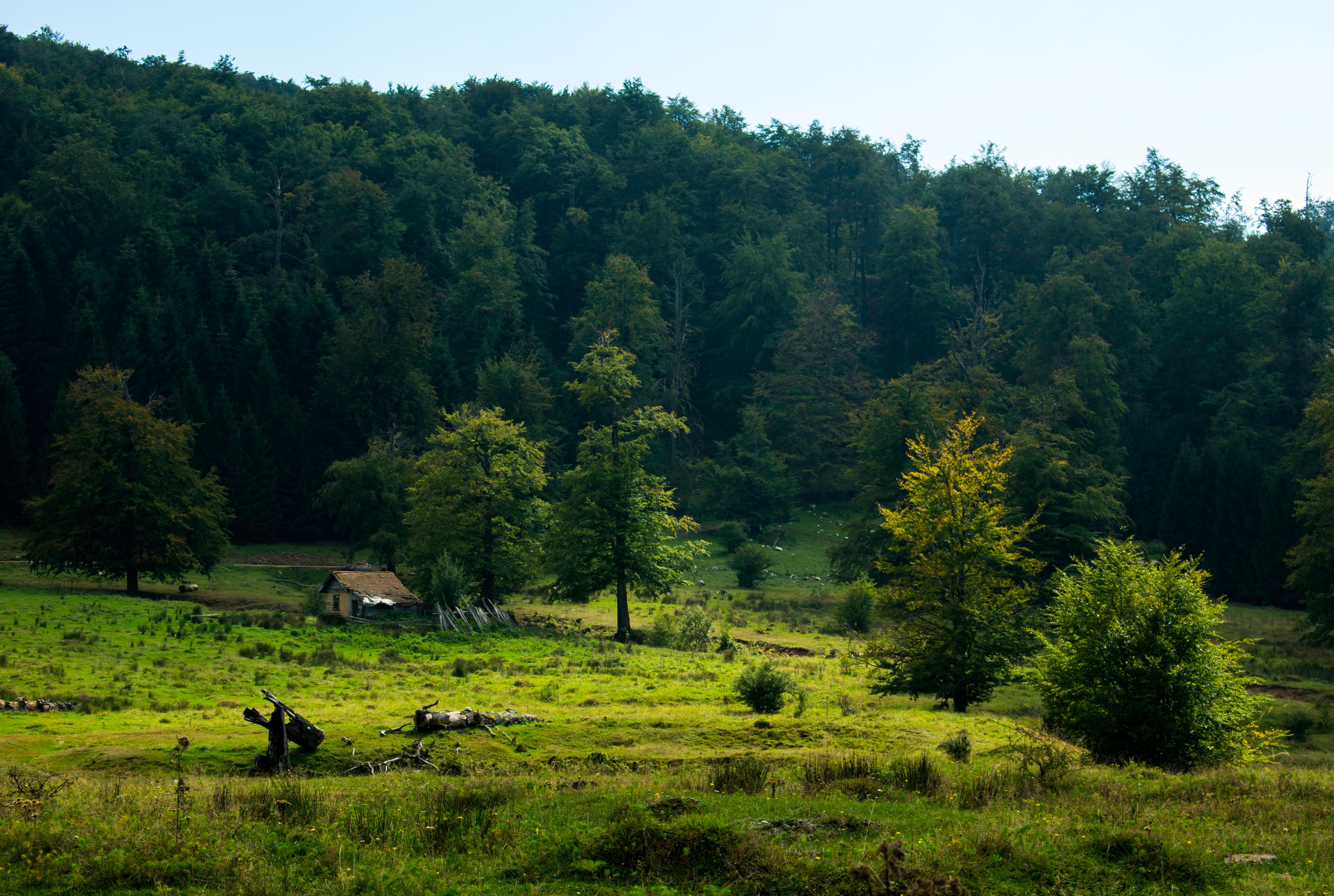 Fotograf snimio retku i zaštićenu vrstu na istoku Srbije: Ponosno pozira ispred kamere, scena je neverovatna