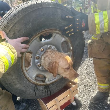 Vatrogasci spasili psa