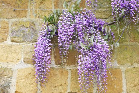 Visterija ljubičasta biljka koju zovu plava kiša