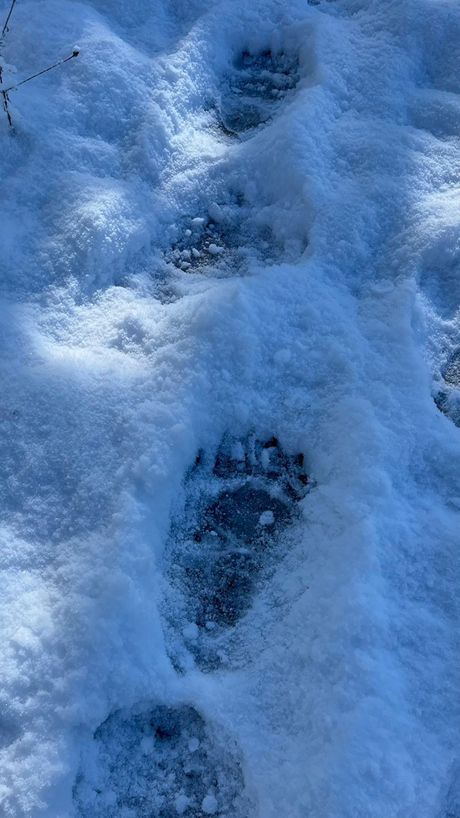 Srbija,tragovi u snegu od medveda