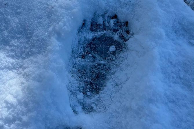 Srbija,tragovi u snegu od medveda