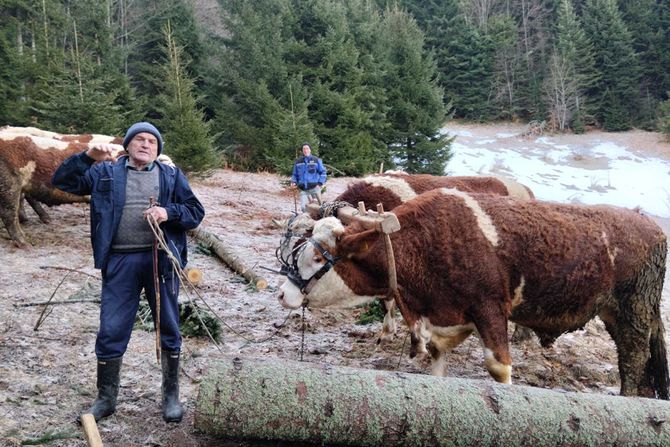 Moba, Zlatar, Rabadzija Milojko Vatazevic iz Kućana pod Murtenicom