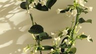 Zovu "srećna biljka": Ublažava depresiju i deluje na čoveka slično sredstvu za smirenje, ali teško se održava
