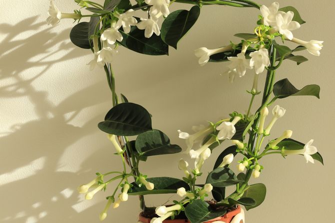 jasmin, biljka jasmin, biljka, saksija