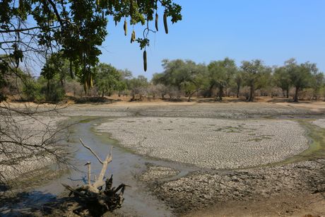 Malavi suša