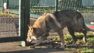 Muškarac zlostavljao pse i vukove, 69 životinja držao u očajnim uslovima: Užas u Splitu