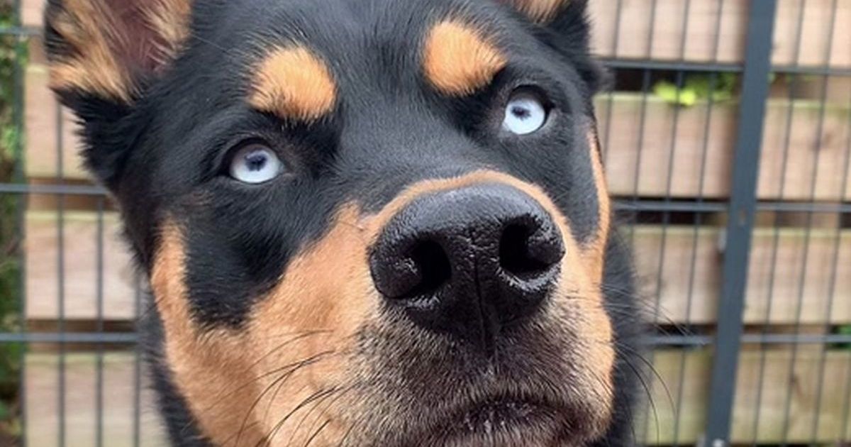 Baby Rotski Rotski, pas koji ne sme da se dosađuje - Ljubimci Telegraf