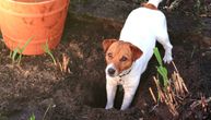 Pas iskopao METALNI predmet u dvorištu: Vlasnik se oduzeo kad je shvatio čemu služi