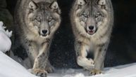 Devojčicu (13) jurila dva vuka dok je trčala, ovo nije prva situacija sa krvoločnim zverima: Alarm u Austriji