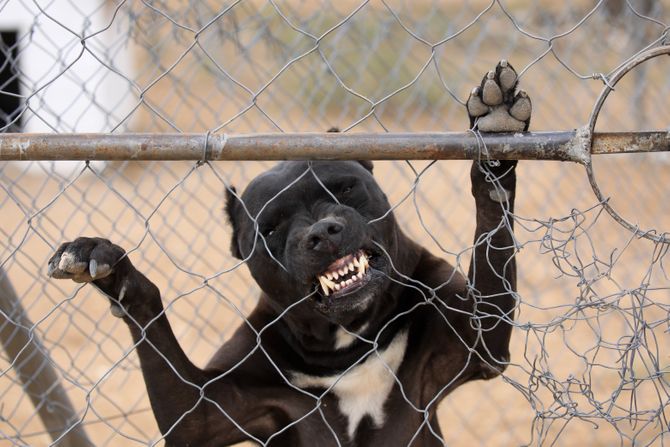 besan pitbul besan pitbul