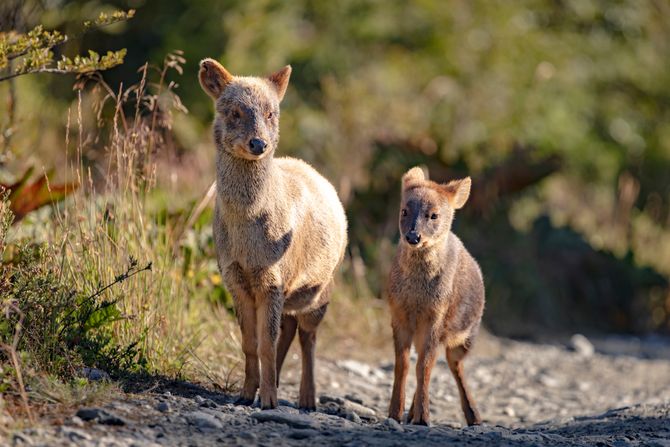 Pudu