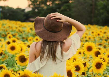 sveće suncokreti horoskop zodijak sveće suncokreti horoskop zodijak