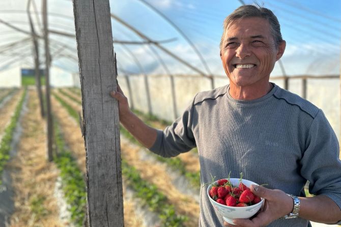 Domaće organske jagode