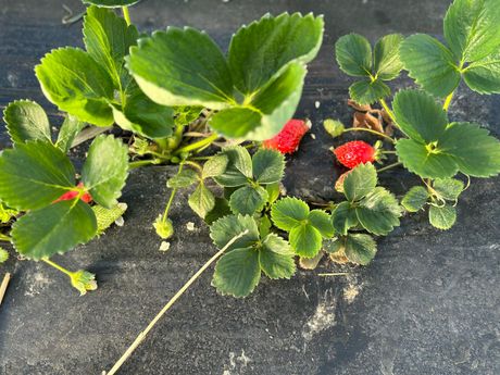 Domaće organske jagode