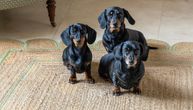Ovi psi ne bi postojali bez kloniranja – Mini Vini, Voli i Vupi