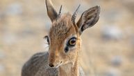 Pojačanje za zoo-vrt: Preslatka ženka dik dika stigla u Vorčesteršir da zasnuje porodicu