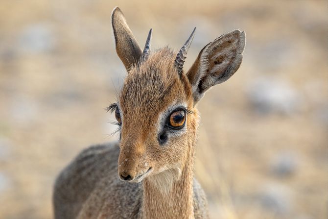 Antilopa dik dik