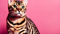 Izmešani geni, priča o nastanku bengalske mačke kroz ukrštanje dve vrste