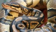 Neke zmije imaju sposobnost samoprepoznavanja: Šokantno istraživanje
