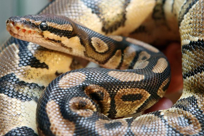 Kraljevski piton Kraljevski piton