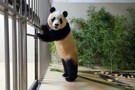 Džinovska panda Fu Bao stigla u Kinu