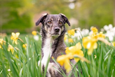 Pas i prolećno cveće