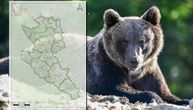 Ovo je prva mapa gradova u Srbiji gde možete videti mrkog medveda: Sve je više "bliskih susreta" sa ljudima
