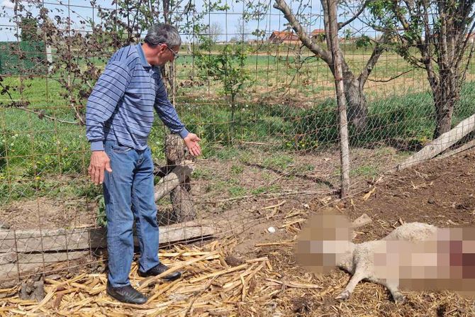 Radenko Stević u Prnjavoru kod Šapca čopor pasa napao koze ovce