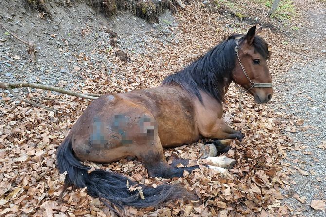 Konj sa ranama zanemarivanje