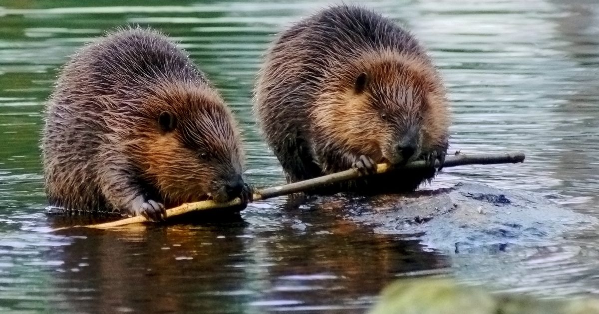 Ovim potezom obnavlja se priroda: Dabrovi se vraćaju u divljinu Engleske posle 400 godina