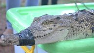 ŠOK ŽIVOTA Čula je neobičnu buku, pa u predsoblju zatekla aligatora od 2,5 metara