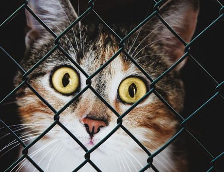 mačka, kavez