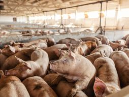 Farma svinja, svinje