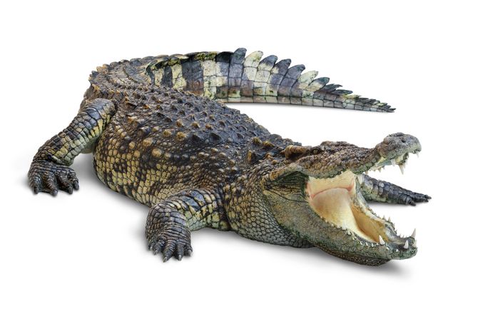 Aligator